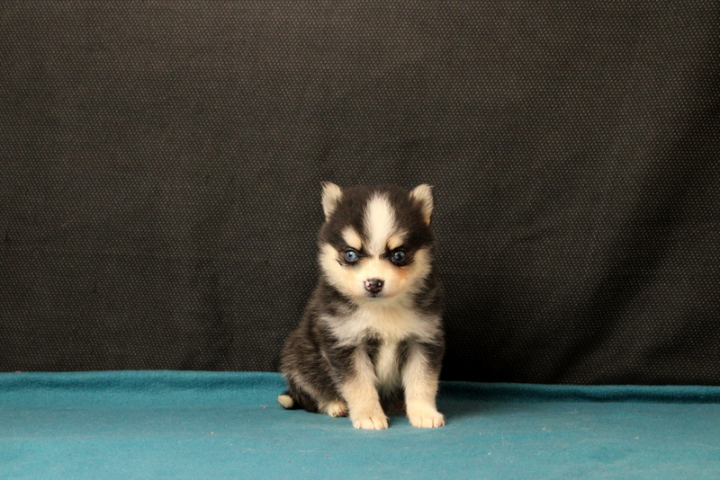 puppy, for, sale, Pomsky, Matthew B. Stoltzfus, dog, breeder, Gap, PA, dog-breeder, puppy-for-sale, forsale, nearby, find, puppyfind, locator, puppylocator, aca